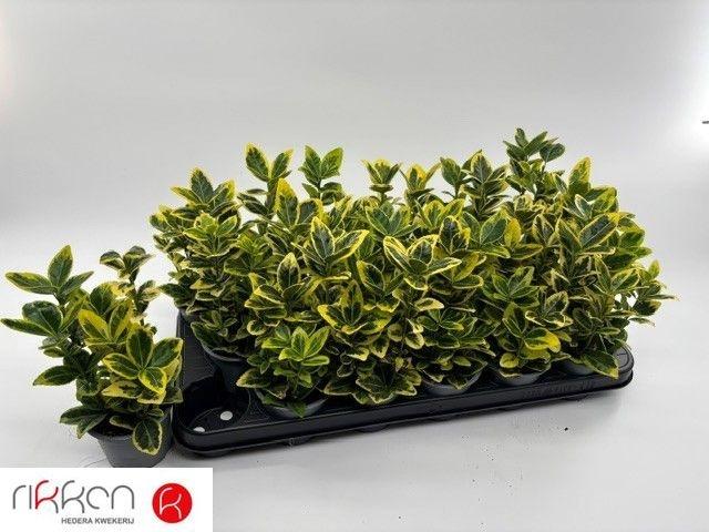 Горшечные цветы и растения оптом Euonymus Ja Marieke от 18шт (для телеги) из Голландии с доставкой по России