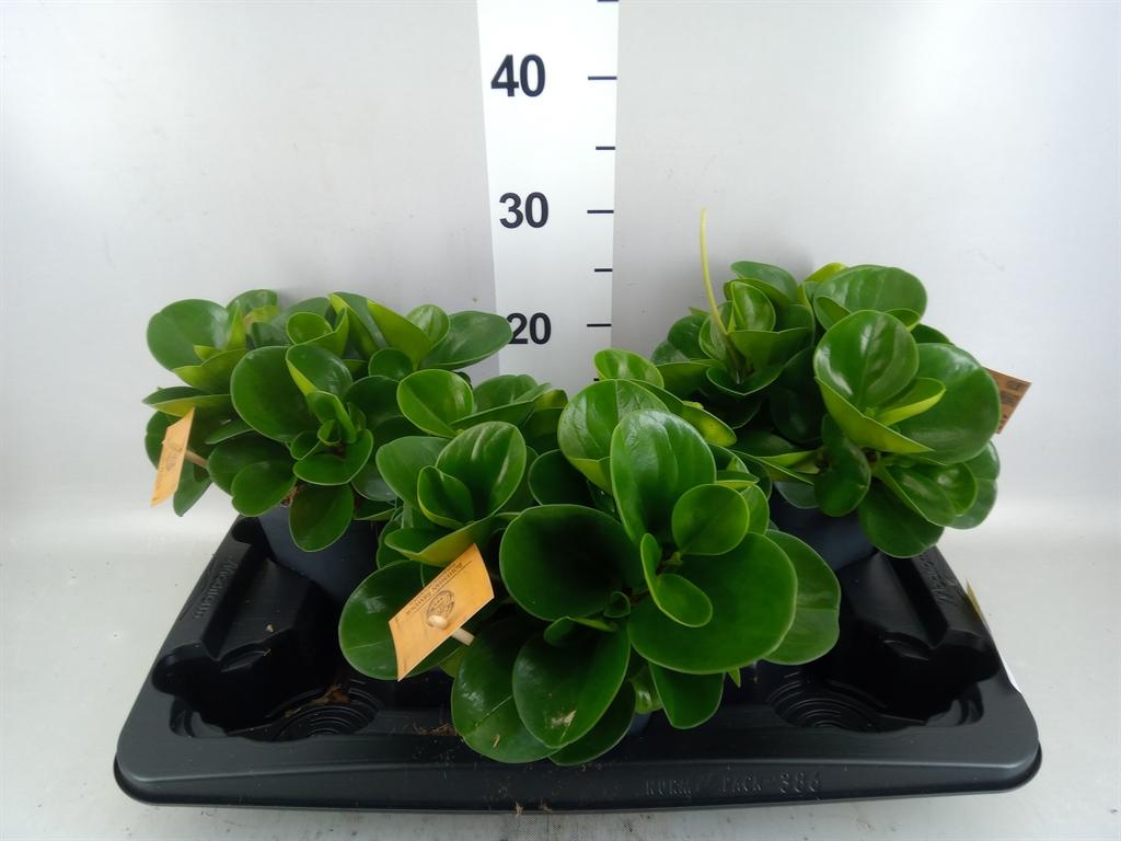 Горшечные цветы и растения оптом Peperomia Obt. green Gold от 3шт из Голландии с доставкой по России