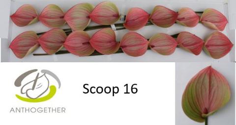 Срезанные цветы оптом Anthurium scoop от 16шт из Голландии с доставкой по России