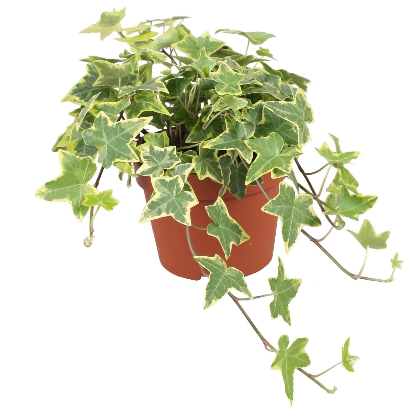 Горшечные цветы и растения оптом Hedera Helix   ...mix Varie Yello от 6шт из Голландии с доставкой по России