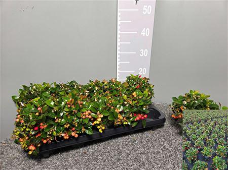 Горшечные цветы и растения оптом Gaultheria Procumbens 11 от 10шт из Голландии с доставкой по России