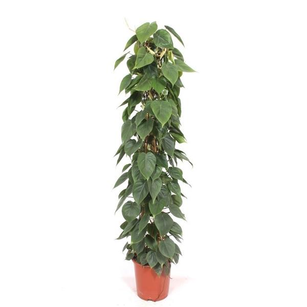 Горшечные цветы и растения оптом Philodendron Scandens Piramide от 1шт из Голландии с доставкой по России