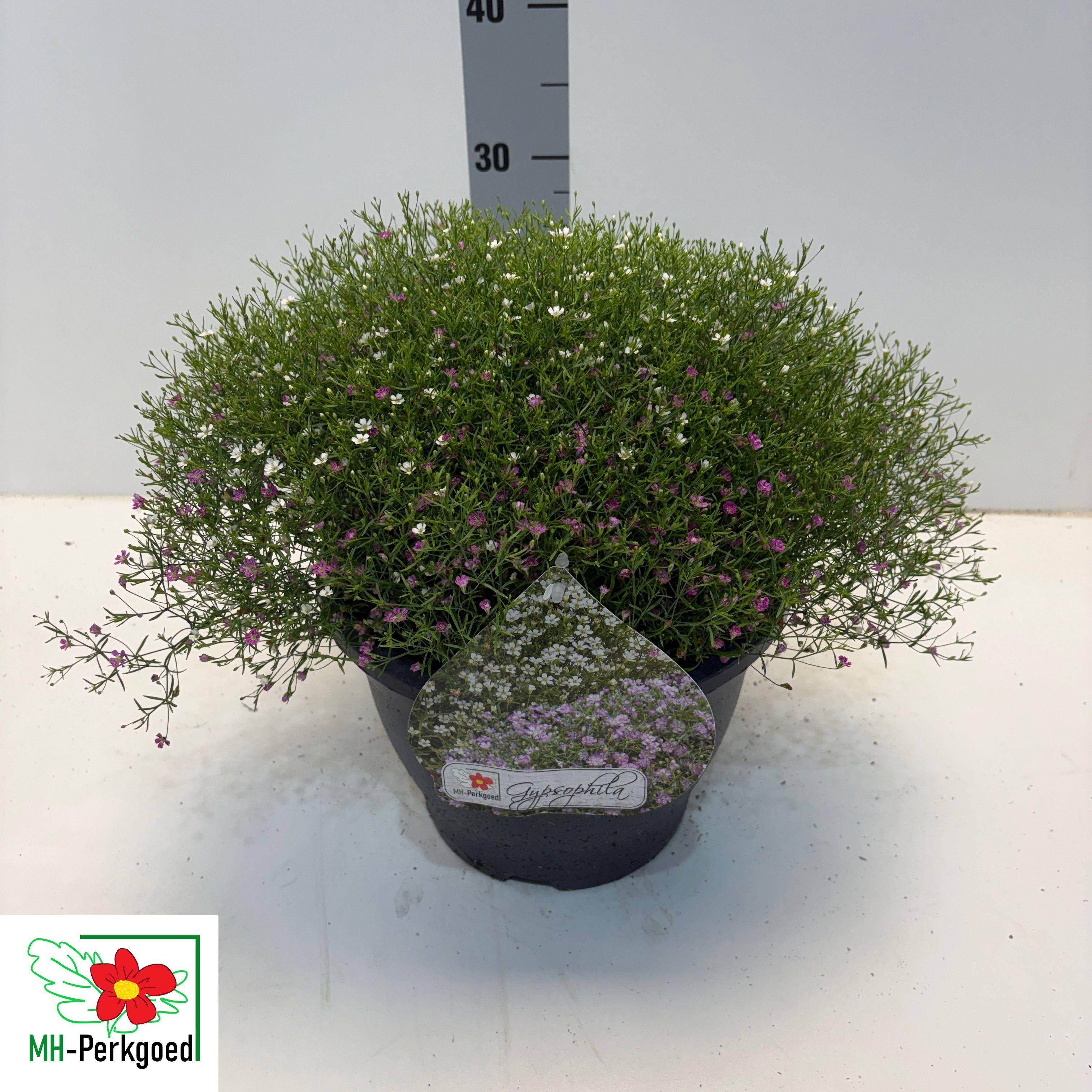 Горшечные цветы и растения оптом Gyps Muralis Gem Pot от 1шт из Голландии с доставкой по России