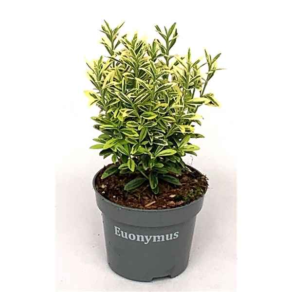 Горшечные цветы и растения оптом Euonymus Jap. Aureo Gold от 10шт из Голландии с доставкой по России