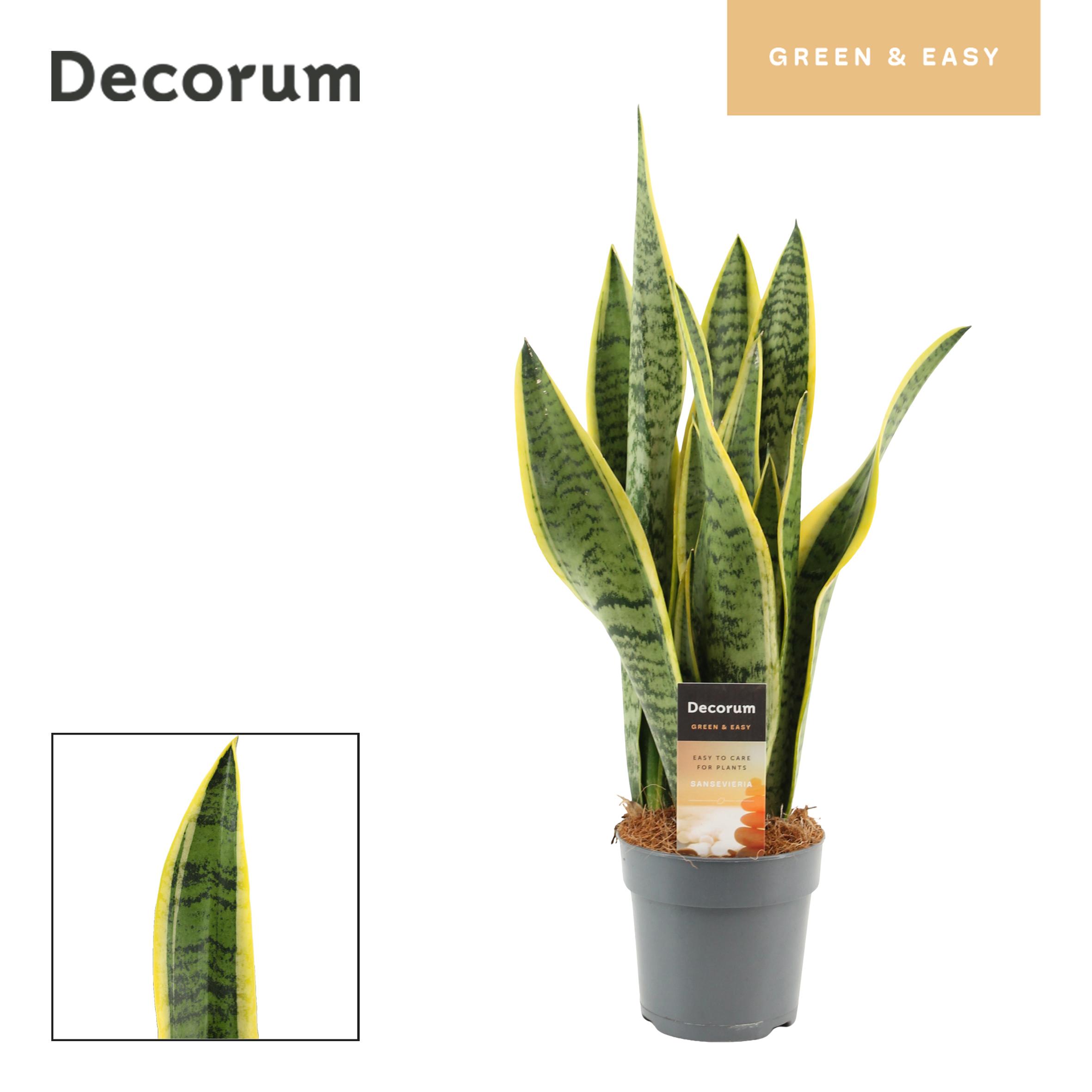 Горшечные цветы и растения оптом Sansevieria Laurentii (dec) от 10шт из Голландии с доставкой по России