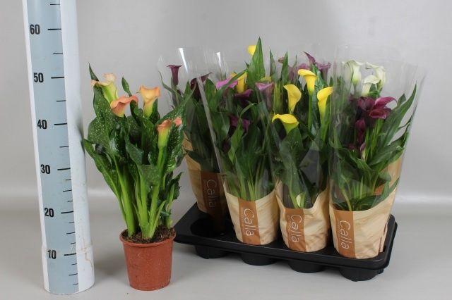 Горшечные цветы и растения оптом Zant Gem 5 Kl от 8шт из Голландии с доставкой по России