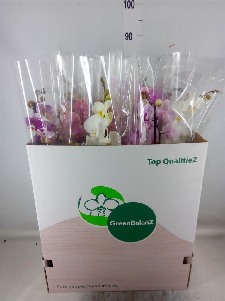 Горшечные цветы и растения оптом Phalaenopsis   ...mix от 12шт из Голландии с доставкой по России