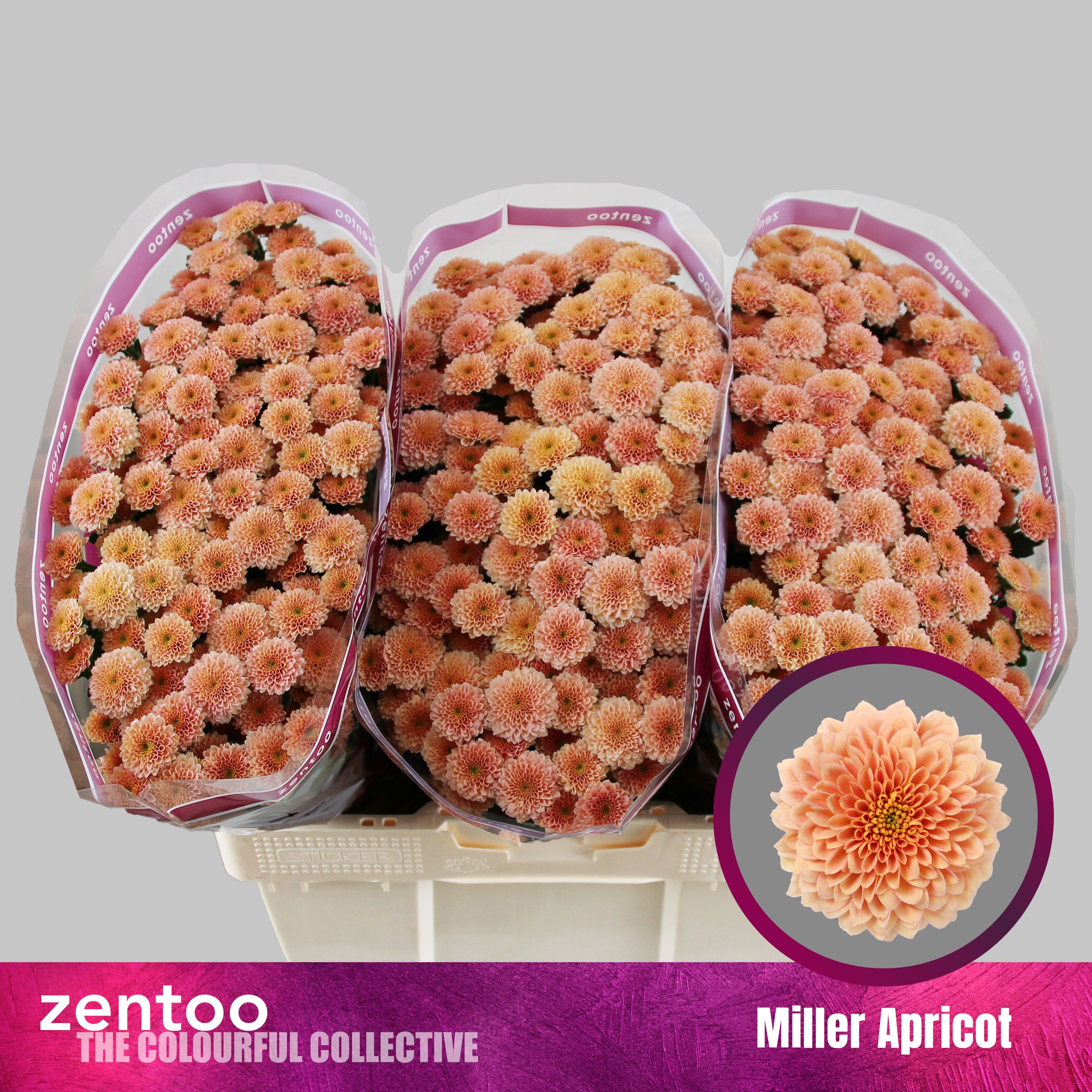 Срезанные цветы оптом Chrys sa miller apricot от 75шт из Голландии с доставкой по России