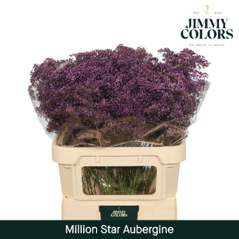 Срезанные цветы оптом Gyps fine paint aubergine от 50шт из Голландии с доставкой по России