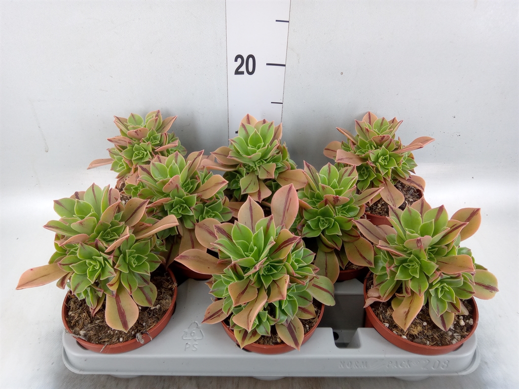 Горшечные цветы и растения оптом Aeonium   ... от 8шт из Голландии с доставкой по России