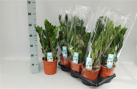 Горшечные цветы и растения оптом Zamioculcas 8+ от 6шт из Голландии с доставкой по России