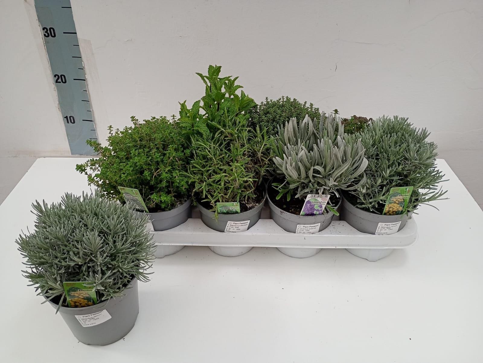 Горшечные цветы и растения оптом Tuinkruiden Gem от 8шт из Голландии с доставкой по России