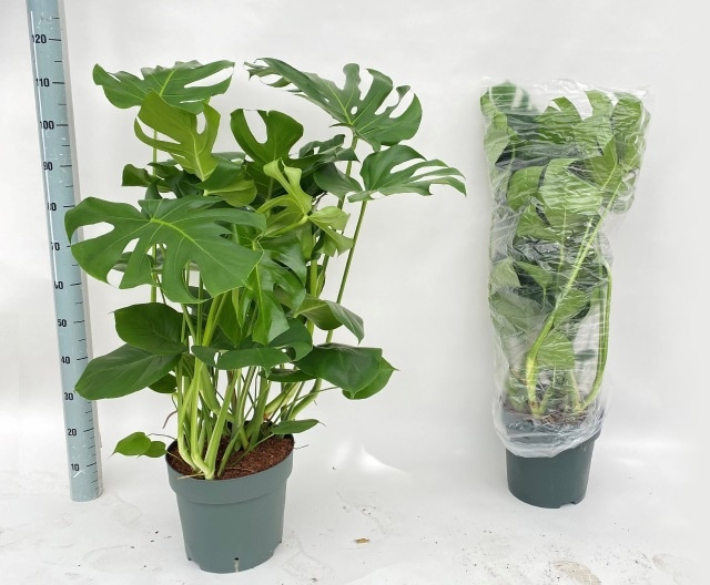Горшечные цветы и растения оптом Monstera Deliciosa от 1шт из Голландии с доставкой по России
