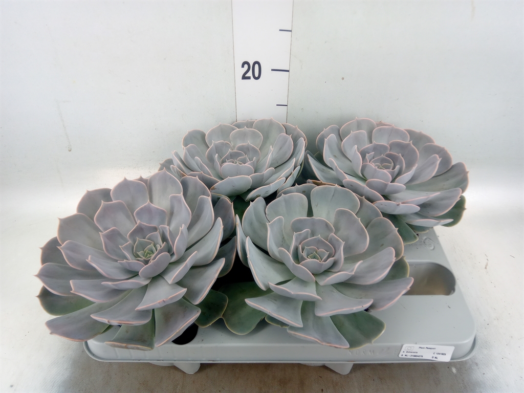 Горшечные цветы и растения оптом Echeveria Pollux от 4шт из Голландии с доставкой по России