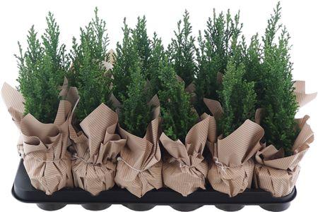 Горшечные цветы и растения оптом Cham Law Ellwoodii + Deco от 18шт (для телеги) из Голландии с доставкой по России