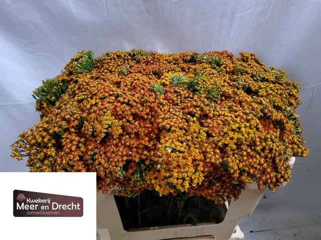Срезанные цветы оптом Achillea terra cotta от 50шт из Голландии с доставкой по России