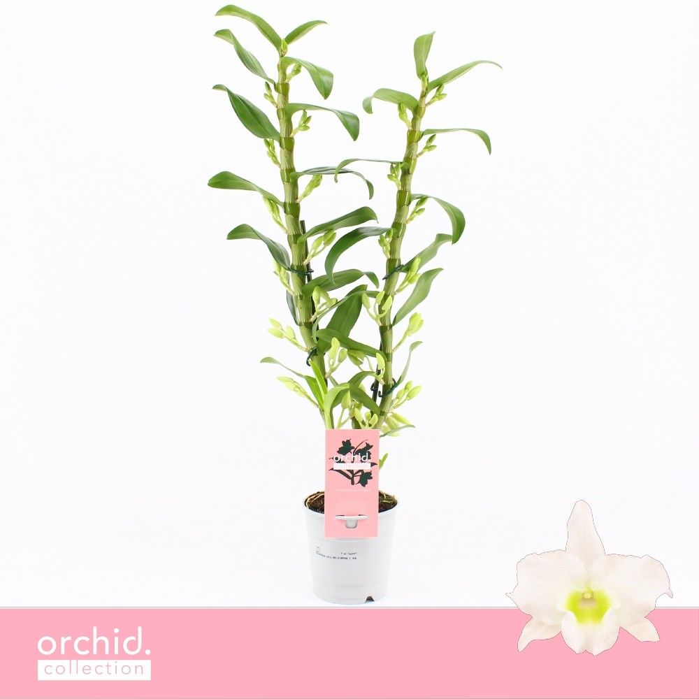 Горшечные цветы и растения оптом Dendr Nob 2st Apollon Orchid Collection от 10шт из Голландии с доставкой по России