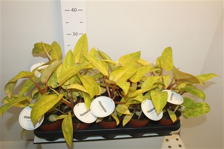 Горшечные цветы и растения оптом Philo Painted Lady от 10шт из Голландии с доставкой по России