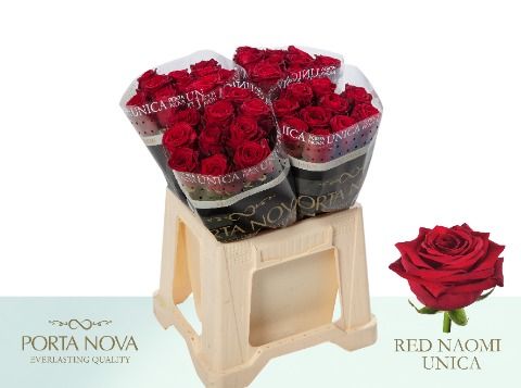 Срезанные цветы оптом Rosa large red naomi! Unica Porta Nova от 40шт из Голландии с доставкой по России