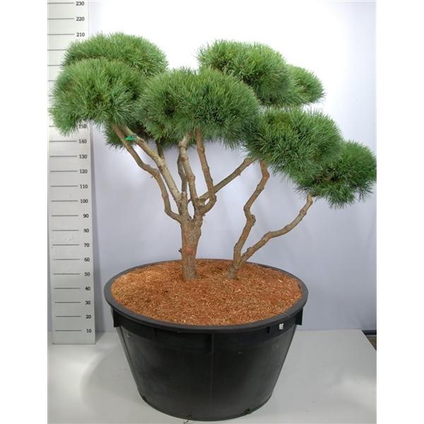 Горшечные цветы и растения оптом Pinus Sylv Watereri Pon Pon от 1шт из Голландии с доставкой по России