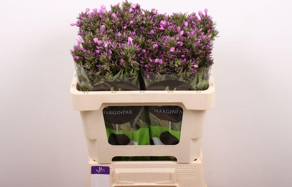 Срезанные цветы оптом Phlox b-eyes violet eyes от 100шт из Голландии с доставкой по России Срезанные цветы оптом Phlox b-eyes violet eyes от 100шт из Голландии с доставкой по России