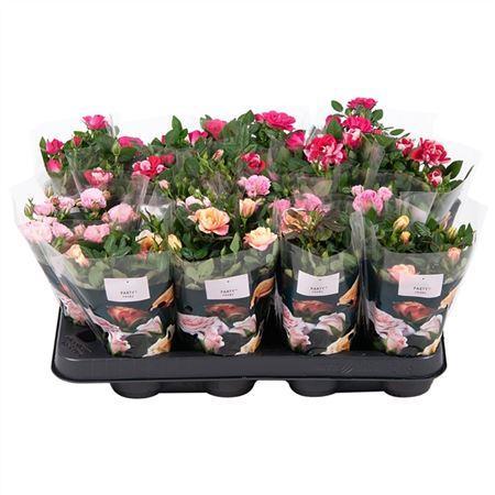 Горшечные цветы и растения оптом Rosa Party Gemengd от 16шт (для телеги) из Голландии с доставкой по России