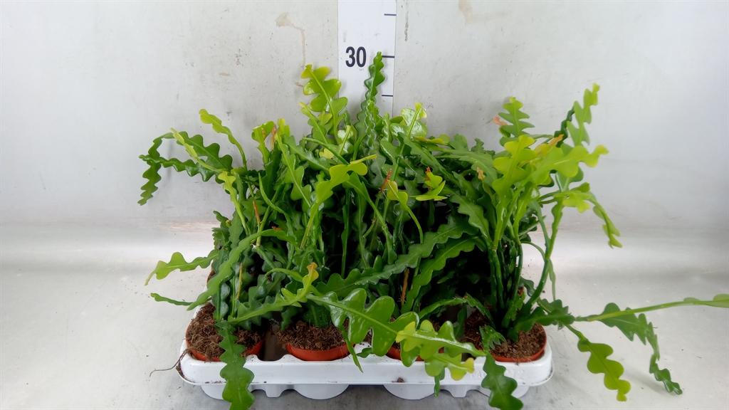 Горшечные цветы и растения оптом Epiphyllum Anguliger от 12шт (для телеги) из Голландии с доставкой по России