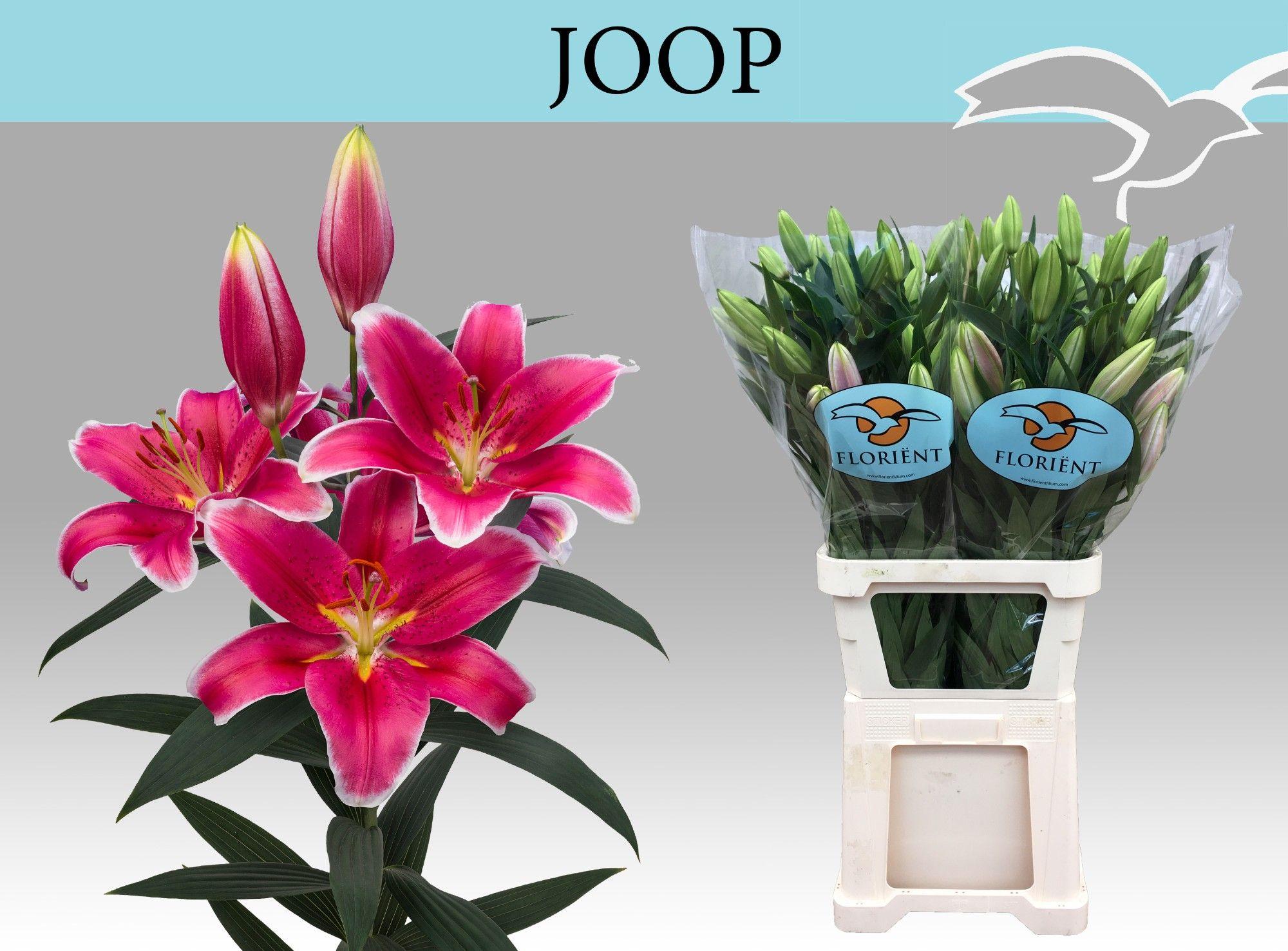 Срезанные цветы оптом Lilium or joop от 40шт из Голландии с доставкой по России