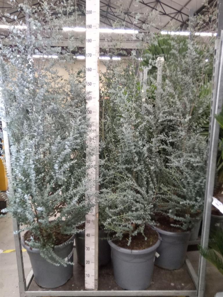 Горшечные цветы и растения оптом Eucalyptus от 1шт из Голландии с доставкой по России