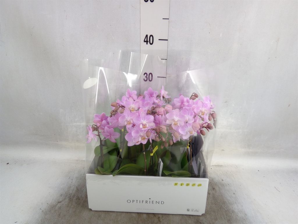 Горшечные цветы и растения оптом Phalaenopsis Multi.   ...rose от 8шт из Голландии с доставкой по России