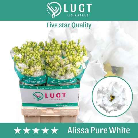 Срезанные цветы оптом Lisianthus do alissa pure white от 140шт. из Голландии с доставкой по России