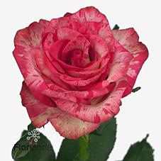 Срезанные цветы оптом Rosa large barracuda от 60шт из Голландии с доставкой по России