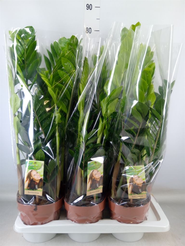 Горшечные цветы и растения оптом Zamioculcas Zamiifolia от 6шт из Голландии с доставкой по России