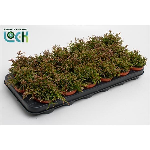 Горшечные цветы и растения оптом Rhipsalis Clavata от 18шт (для телеги) из Голландии с доставкой по России