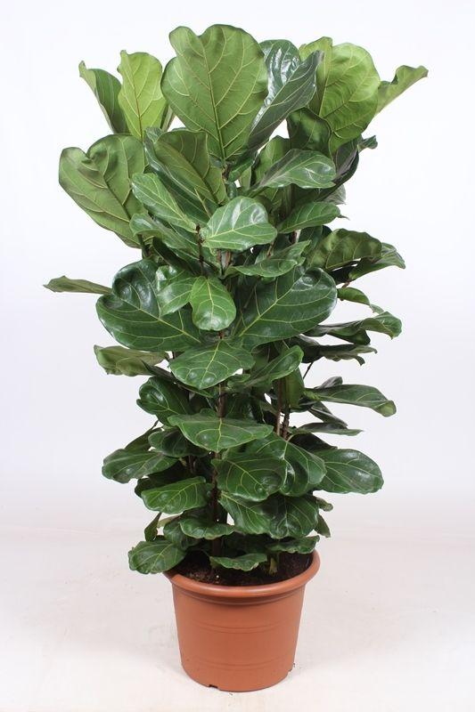 Горшечные цветы и растения оптом Ficus Lyrata 4pp от 1шт из Голландии с доставкой по России