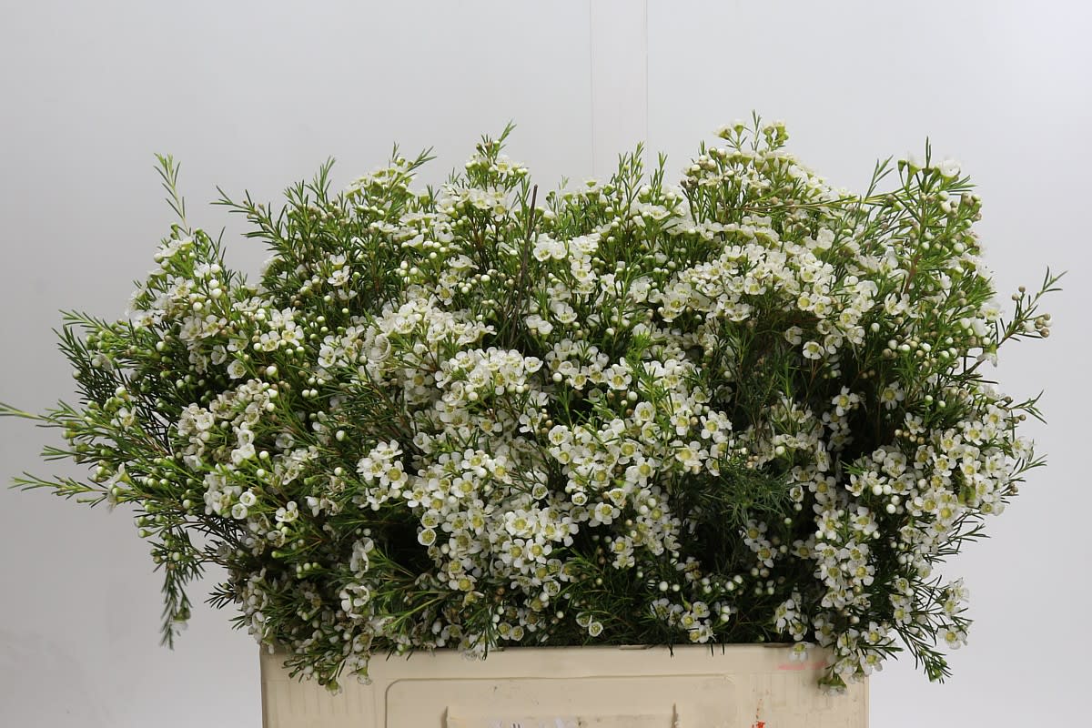 Срезанные цветы оптом Chamelaucium arbel от 75шт из Голландии с доставкой по России