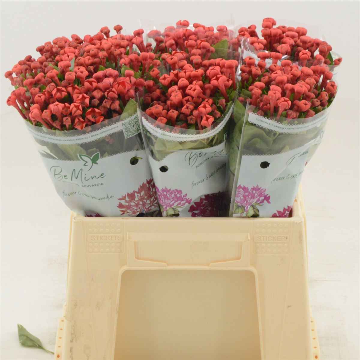Срезанные цветы оптом Bouvardia si royal red от 80шт из Голландии с доставкой по России