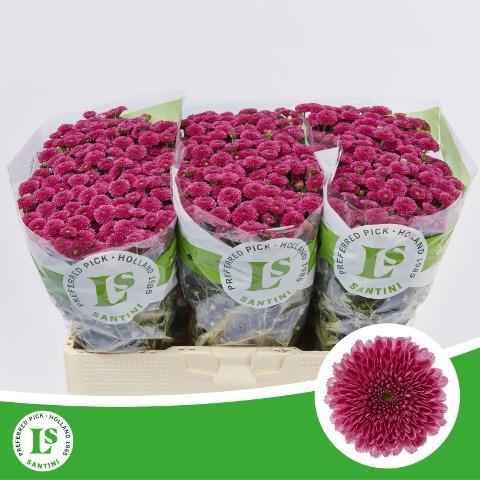 Срезанные цветы оптом Chrys sa calimero pink dark от 75шт из Голландии с доставкой по России