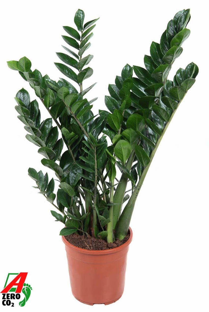 Горшечные цветы и растения оптом Zamioculcas 12+ от 1шт из Голландии с доставкой по России