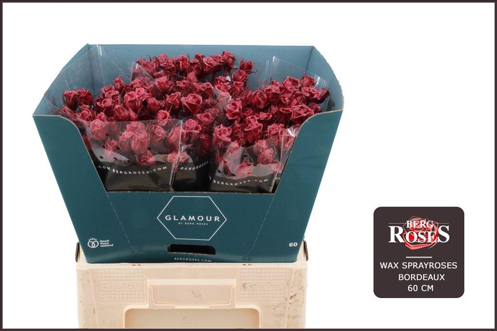 Срезанные цветы оптом Rosa spray wax bordeaux от 30шт из Голландии с доставкой по России
