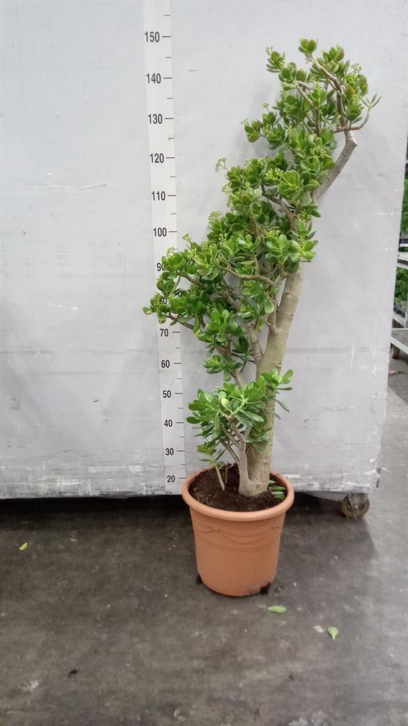 Горшечные цветы и растения оптом Crassula Ovata от 1шт из Голландии с доставкой по России