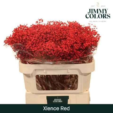 Срезанные цветы оптом Gyps large paint red от 75шт из Голландии с доставкой по России