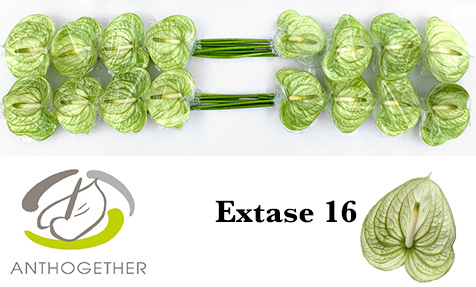 Срезанные цветы оптом Anthurium extase от 16шт из Голландии с доставкой по России