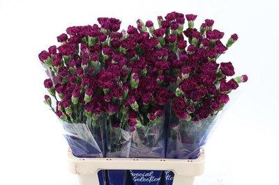 Срезанные цветы оптом Dianthus sp purple от 100шт из Голландии с доставкой по России
