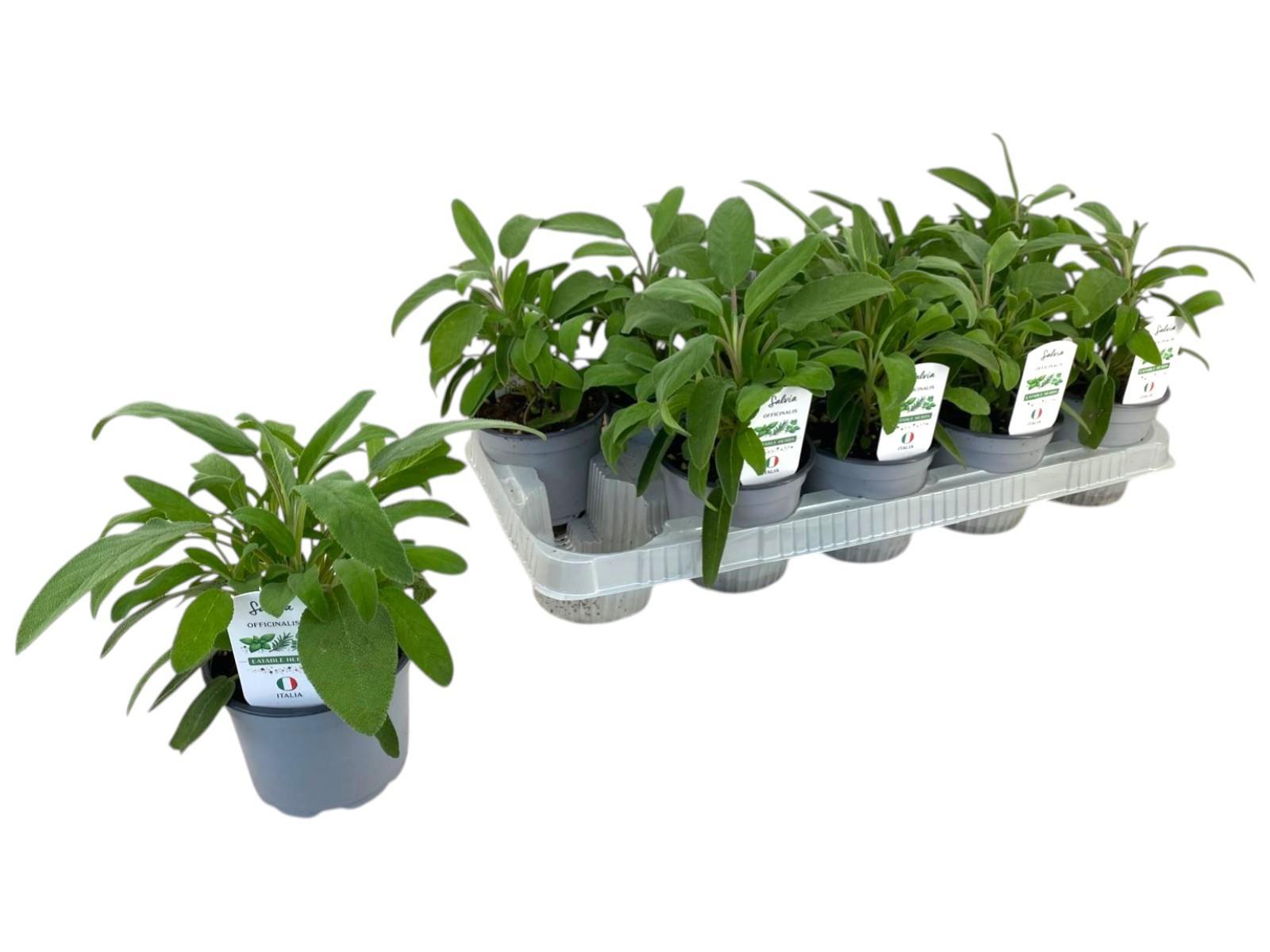 Горшечные цветы и растения оптом Salvia Officinalis от 10шт из Голландии с доставкой по России Горшечные цветы и растения оптом Salvia Officinalis от 10шт из Голландии с доставкой по России