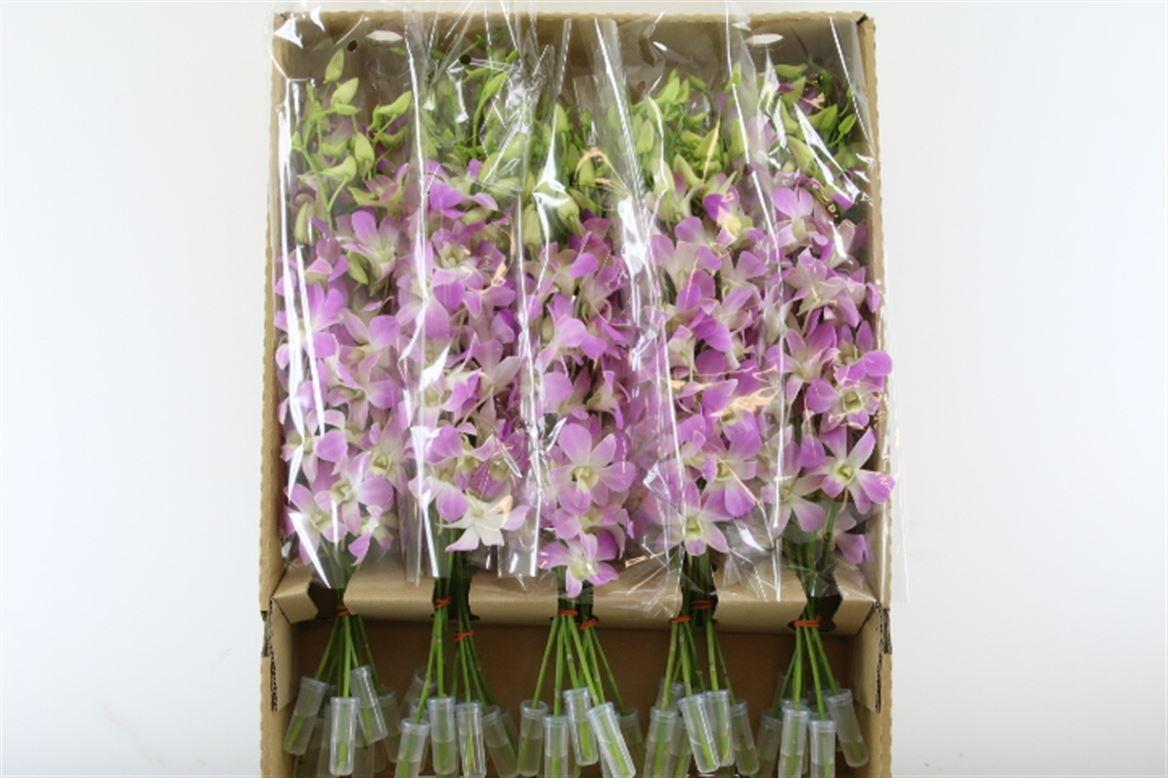 Срезанные цветы оптом Dendrobium lucy pink от 50шт из Голландии с доставкой по России