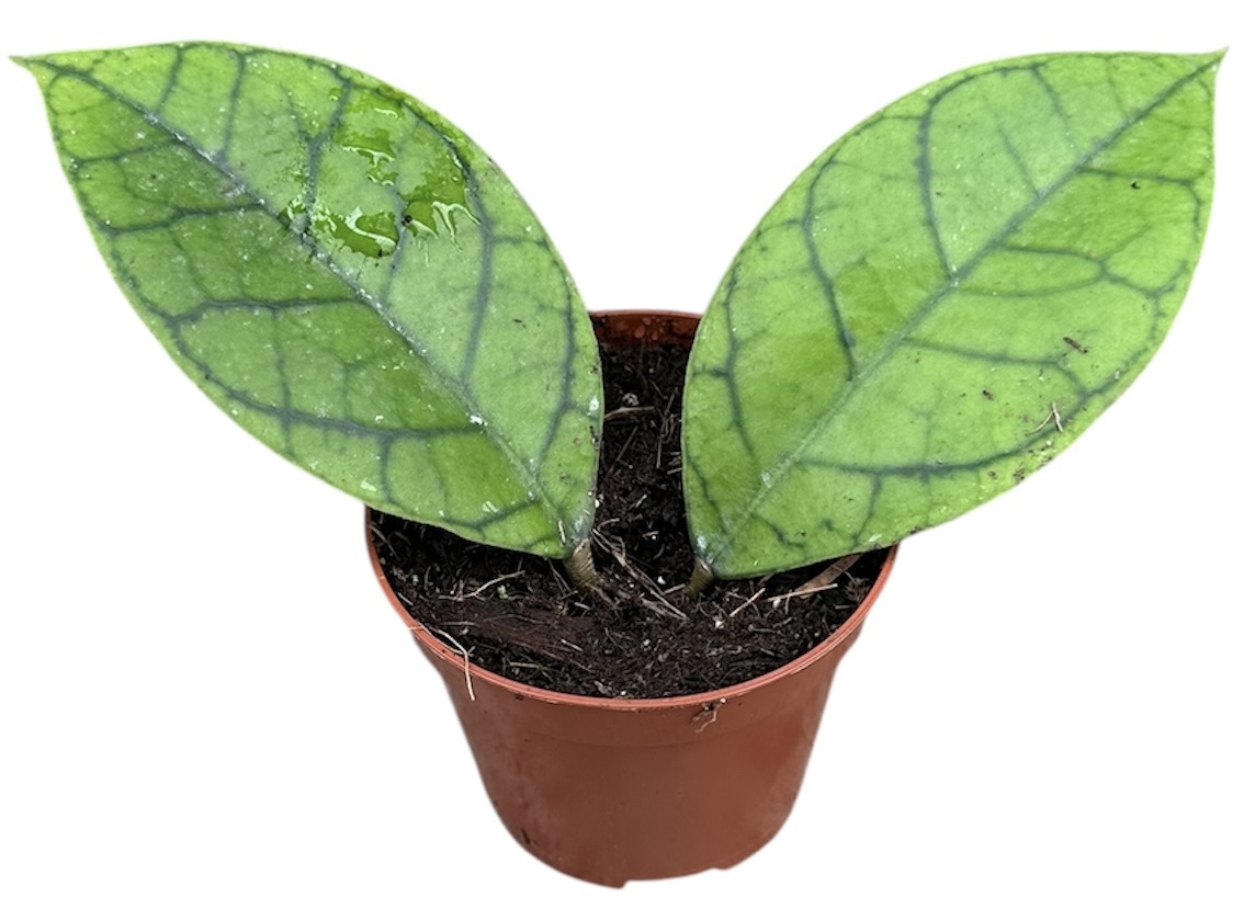 Горшечные цветы и растения оптом Hoya Callistophylla Kal 16 от 1шт (для телеги) из Голландии с доставкой по России