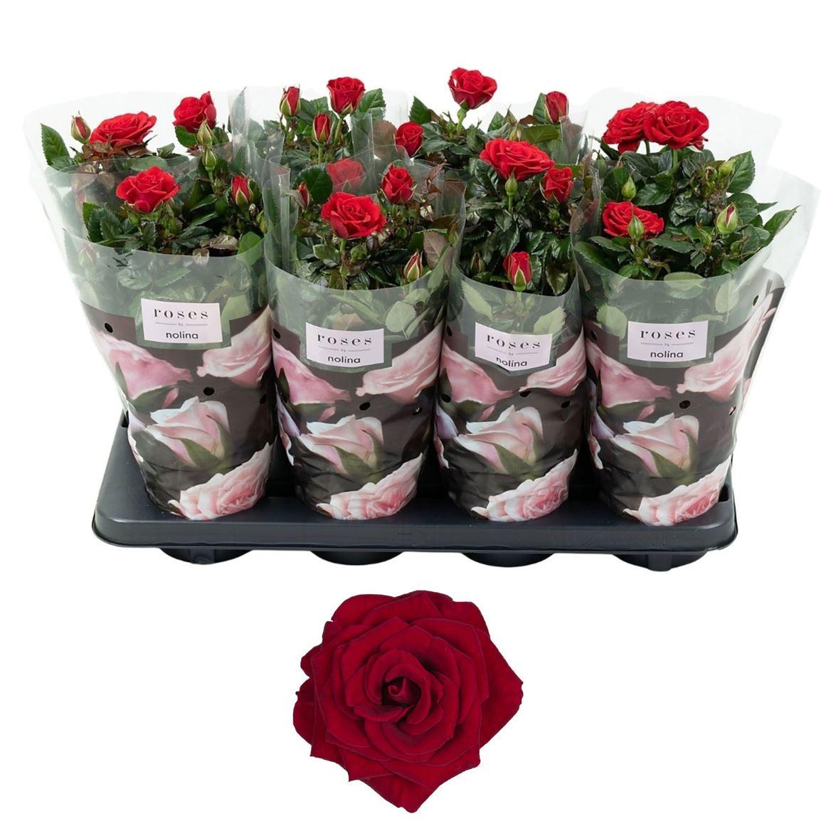 Горшечные цветы и растения оптом Rosa Patio Isabel от 8шт из Голландии с доставкой по России