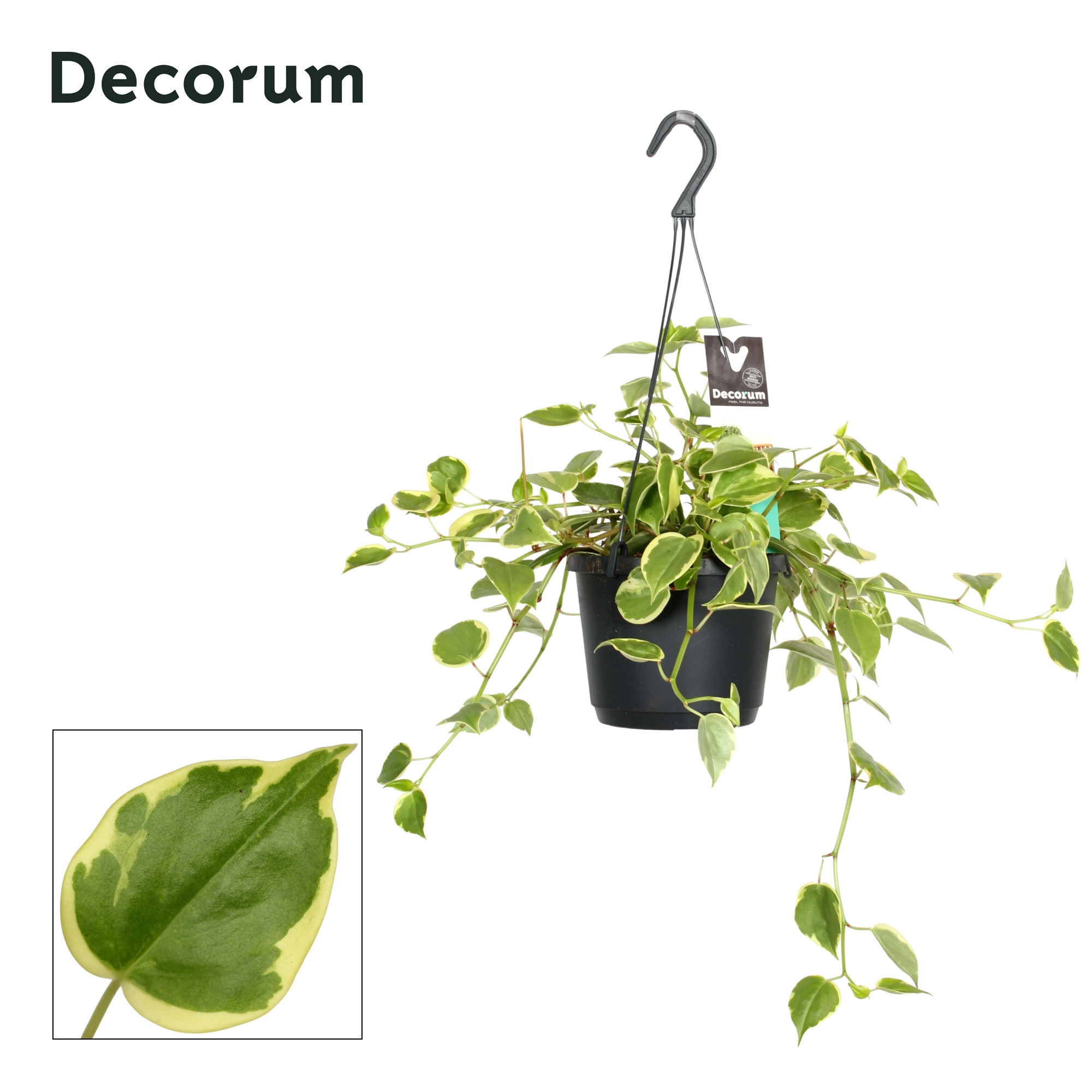 Горшечные цветы и растения оптом Peperomia Scandens Variegata от 6шт из Голландии с доставкой по России