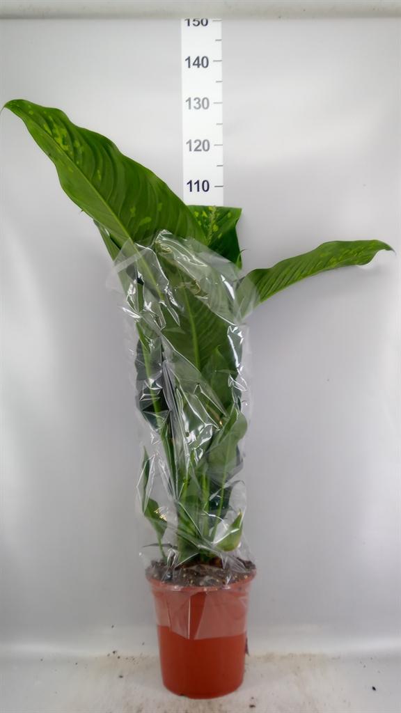 Горшечные цветы и растения оптом Dieffenbachia galaxy от 1шт из Голландии с доставкой по России